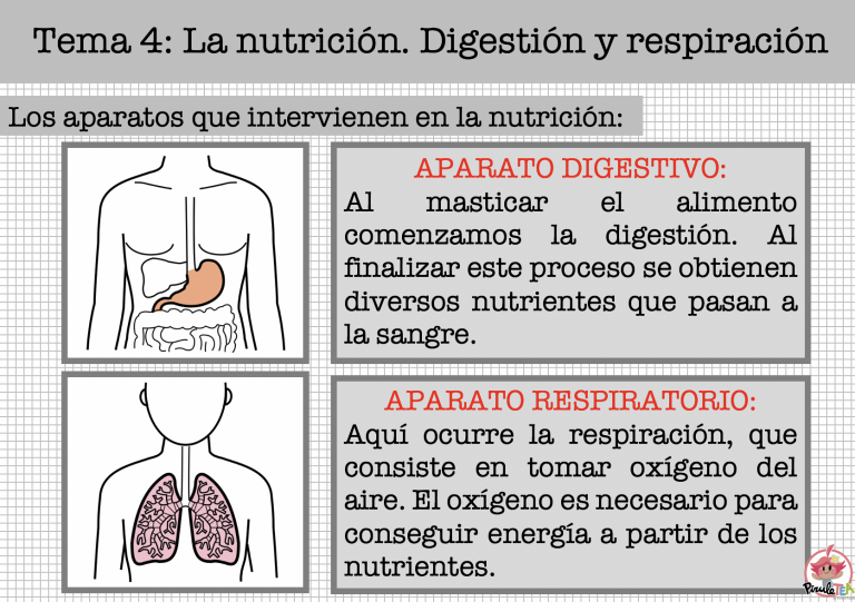 La nutrición. Digestión y respiración